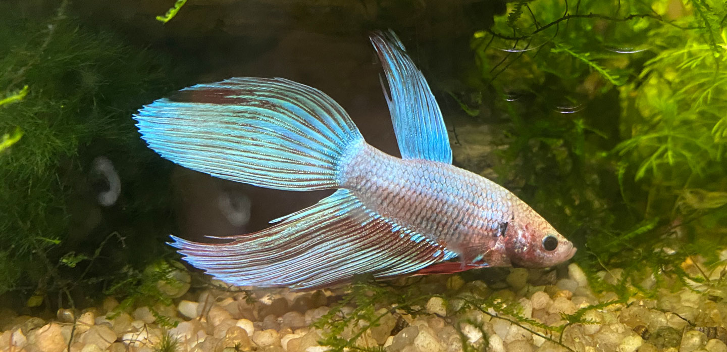 Pflanzen