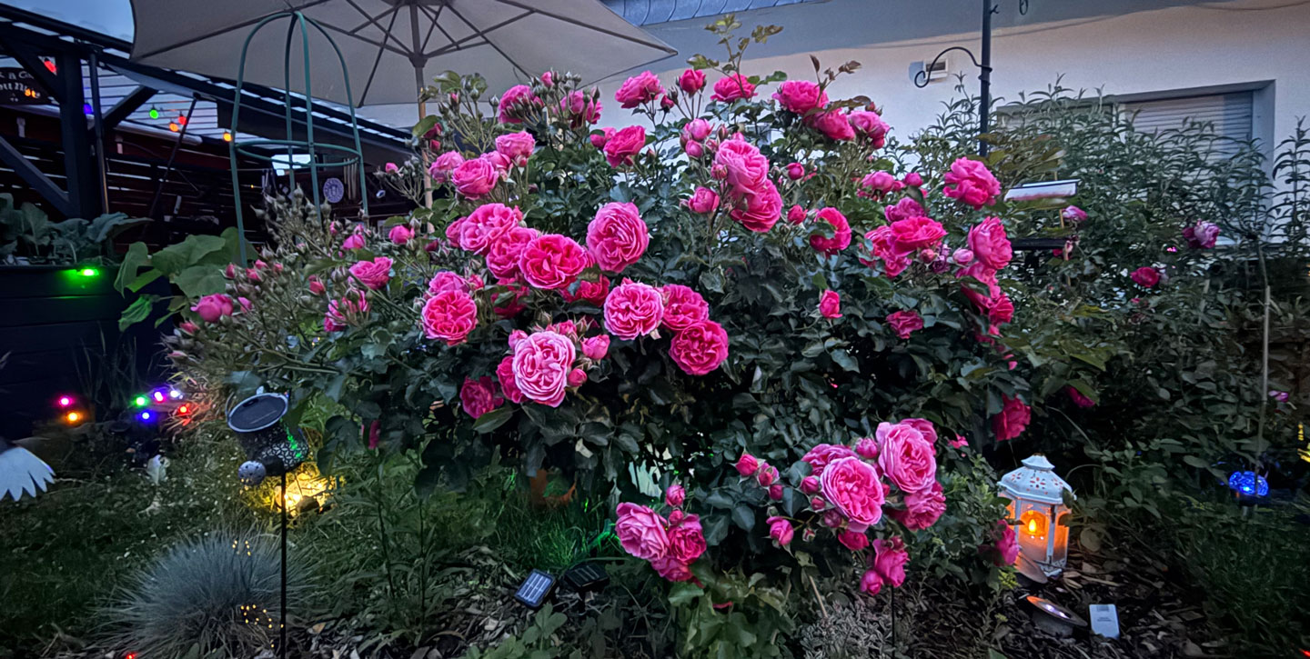 Rosen